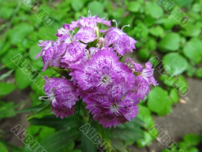 Sweet william flower