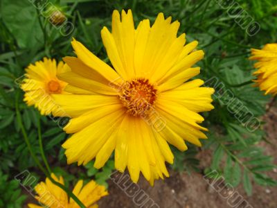 Yellow georgina flower after rain