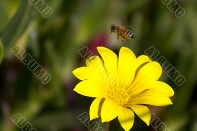 Bee leaving a flower