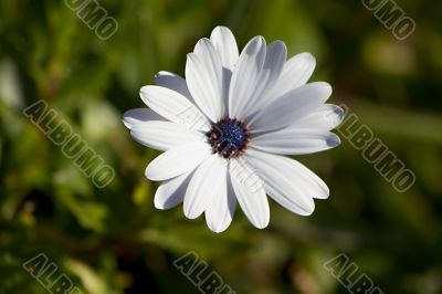 White flower 3