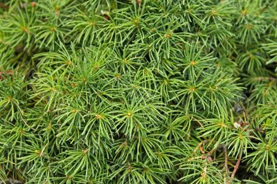 Dense needles