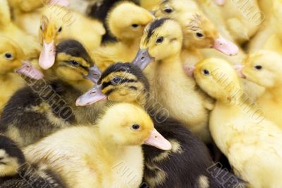 small yellow and black ducks