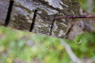 Spiderweb on fence