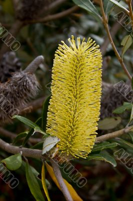 Bottlebrush