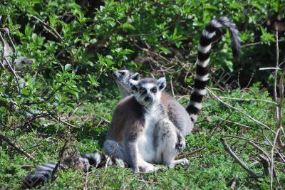 lemurs lemurs