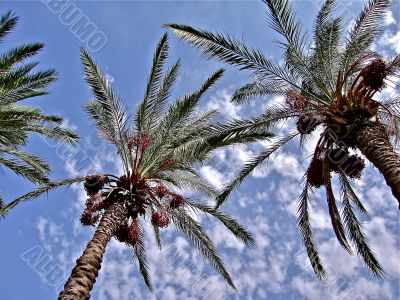 The Sky Of Israe