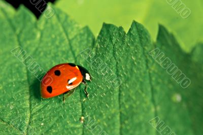 Ladybird on a leaf