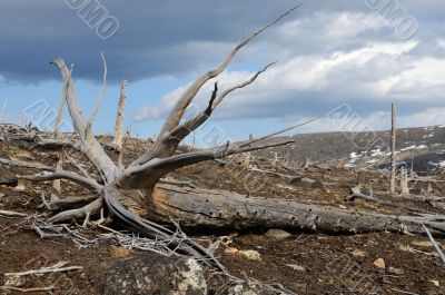 Old dead trees.