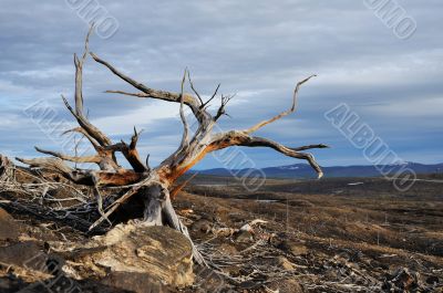 Old dead trees.