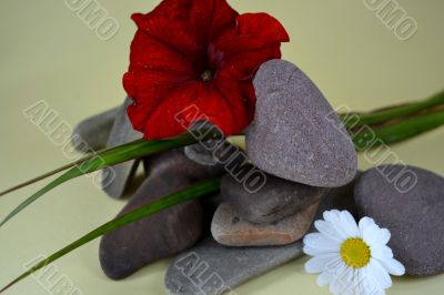 Flowers and Stones