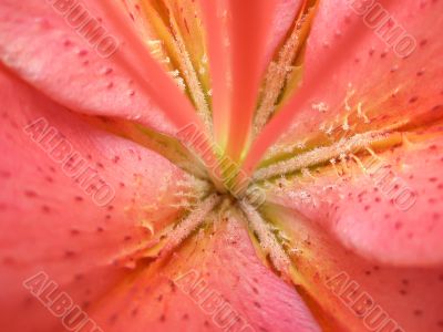 Lily flower. Macro photo