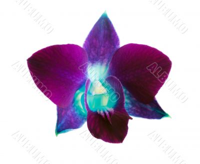 purple orchid