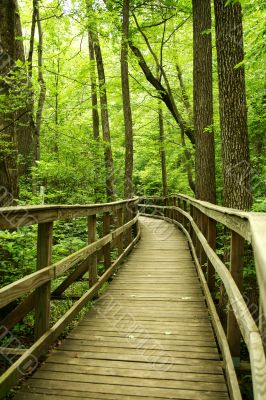 Wooden bridge through the forest