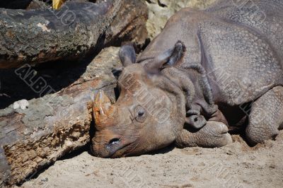 rhino sleeps