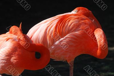 red flamingo