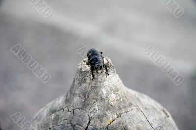 black beetle