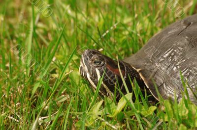 Trachemys scripta or Red-eared turtle
