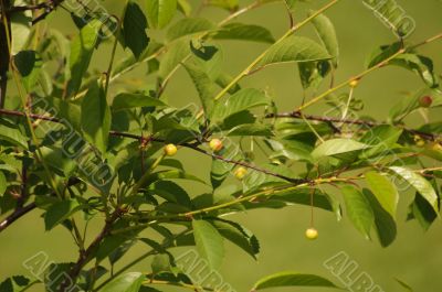 cherries on a tree branch