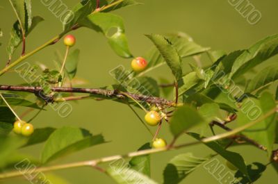 cherries on a tree branch