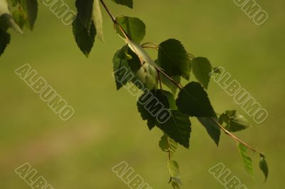 Leaves on a branch of a birch Leaves on a branch of a birch