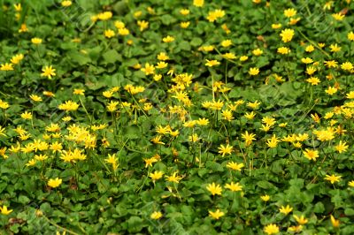 Bright yellow wildflowers