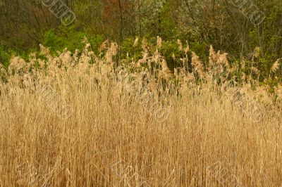 Tall reed plants