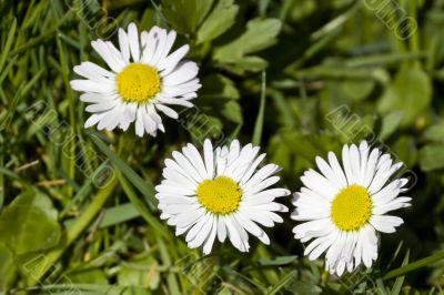 Daisy