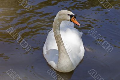 White Swan White Swan
