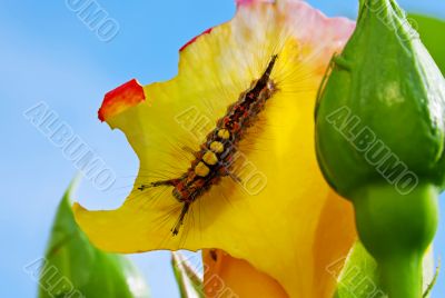 Caterpillar Caterpillar
