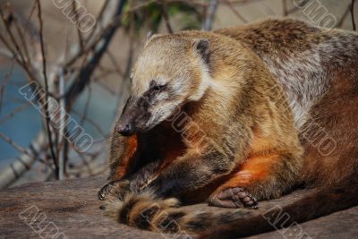 Relax in the wildlife park