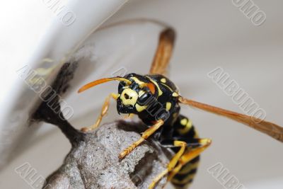 wasp and nest