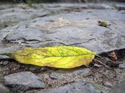 Yellow leaf on the ground