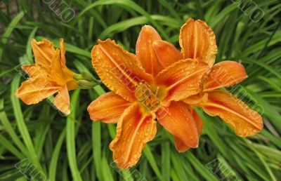 Orange lily blossom