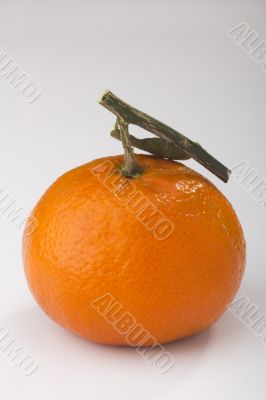 Orange Tangerine Orange Tangerine