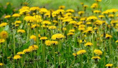 field from the flowering yellow dandelions