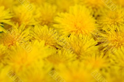 abstract background of flowering yellow dandelions