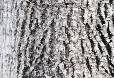 abstract background from the of tree bark