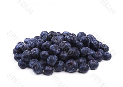 fresh bilberry