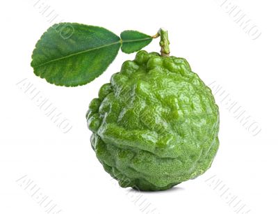 kaffir lime