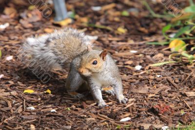 Grey squiirel Grey squiirel