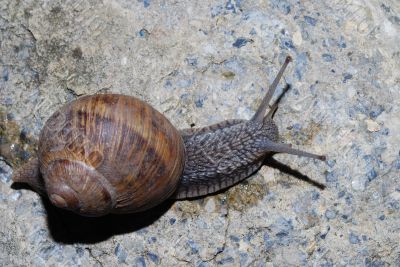 snail on a stone snail on a stone