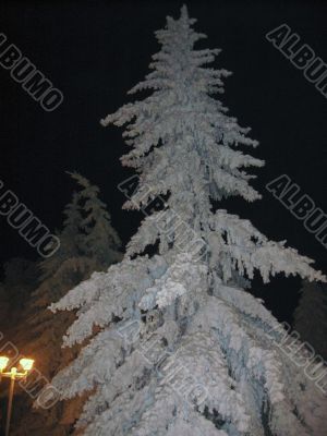 High fir tree under the white snow