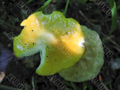 Mushroom under sunbeam