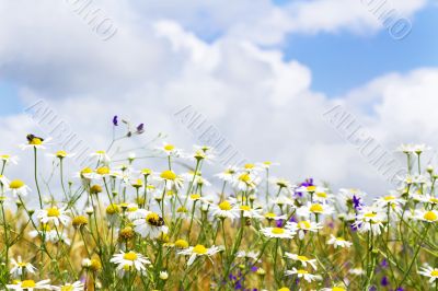 white daisies in the sky