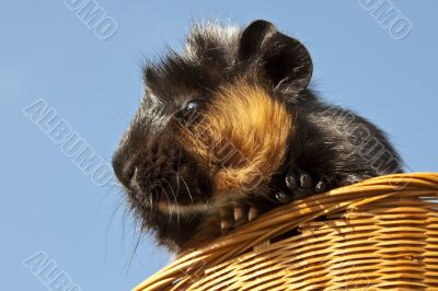 Guinea Pig