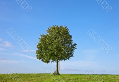 Tree in Summer Tree in Summer