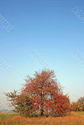 Red Tree Red Tree