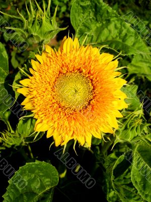 sunflower yellow hat 