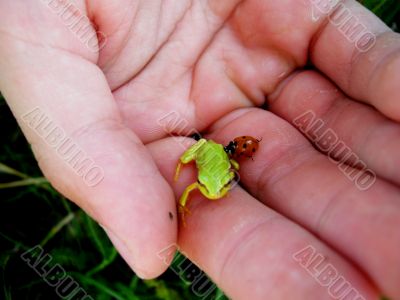 small green frog and red beetle on the palm small green frog and red beetle on the palm