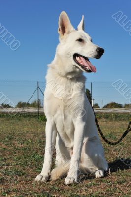 Swiss shepherd 